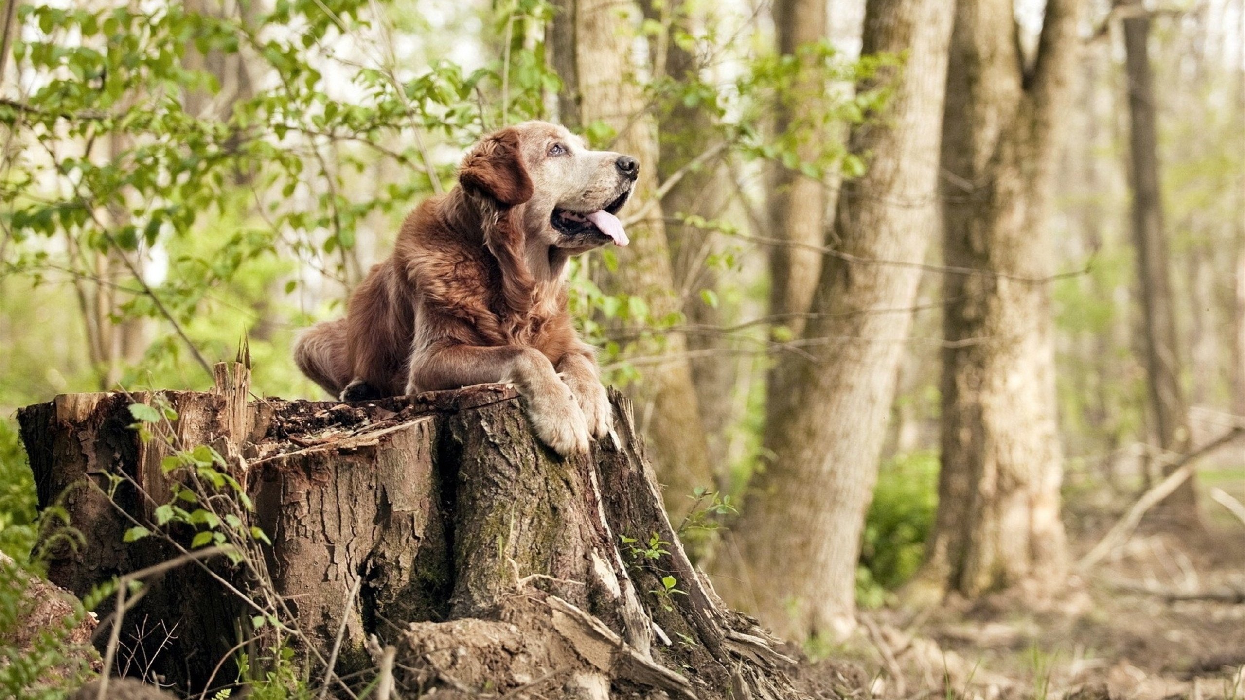 穿心箭与独舞者，当拜仁打穿亚特兰大，最佳却是弗拉霍维奇