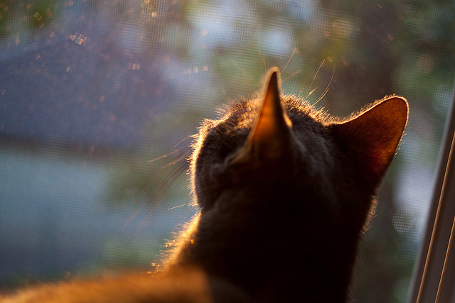 绿茵剧场，当爱尔兰的狂想曲在佛罗伦萨的穹顶下奏响—解码英超争冠的终极隐喻