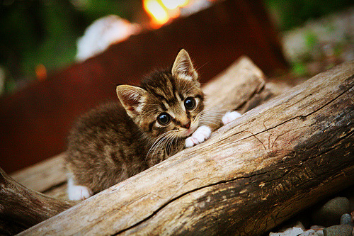 当杜兰特附体，CBA赛场上的超神表现，辽宁与广厦的巅峰对决