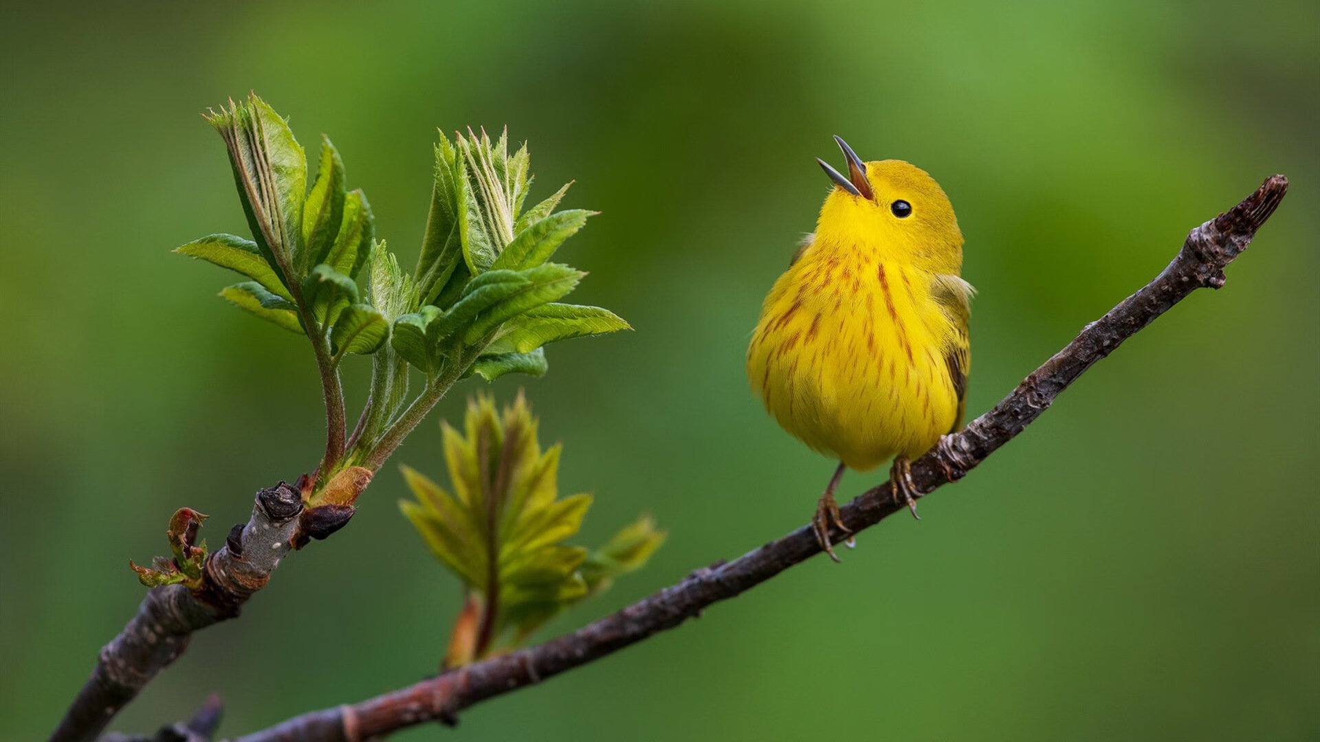 独行者与唯一解，意甲焦点战之夜，凯恩如何成为拜仁的终极答案