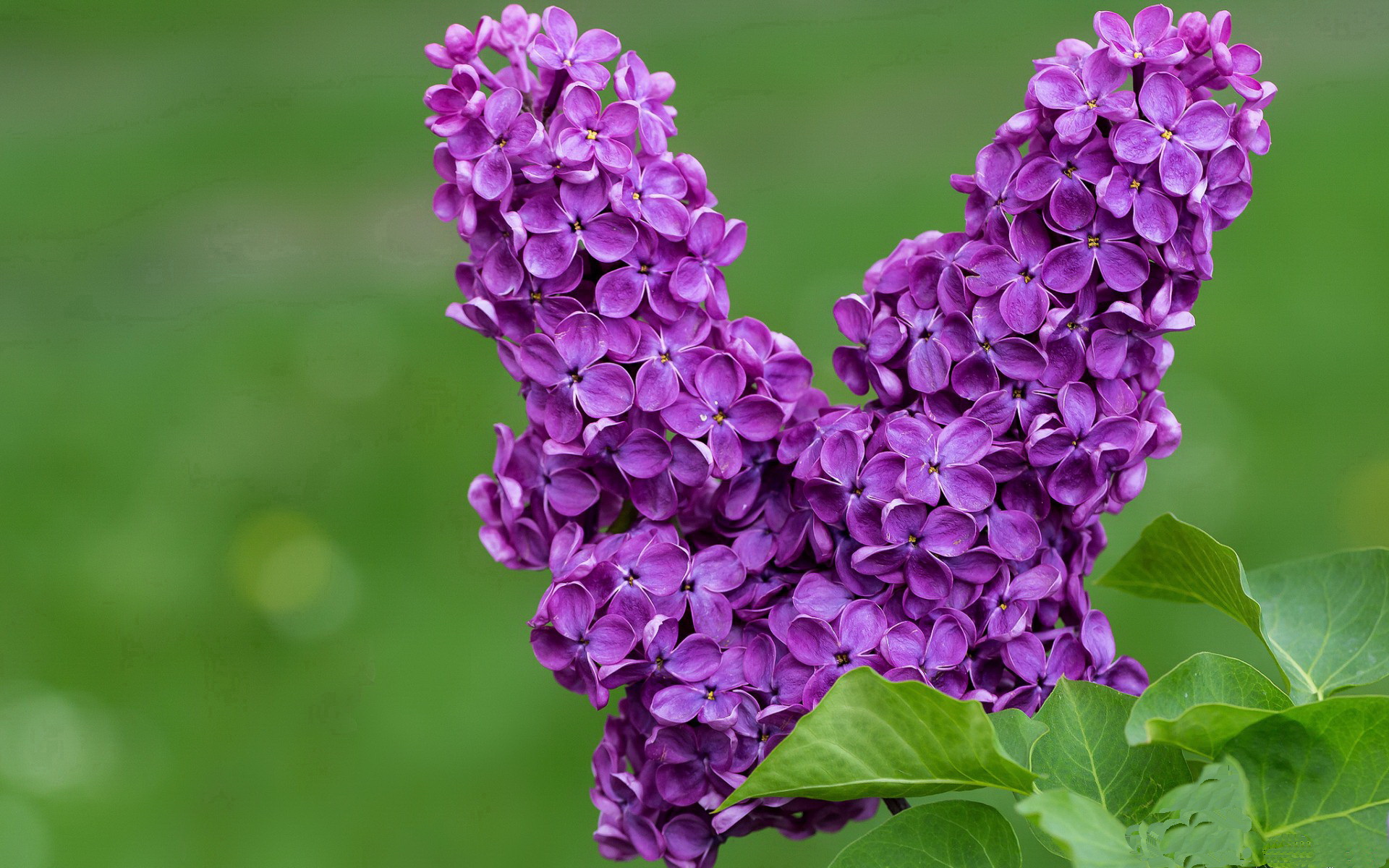 缺席的统治者,当完全无解的基耶萨成为西班牙征服土耳其的唯一注脚
