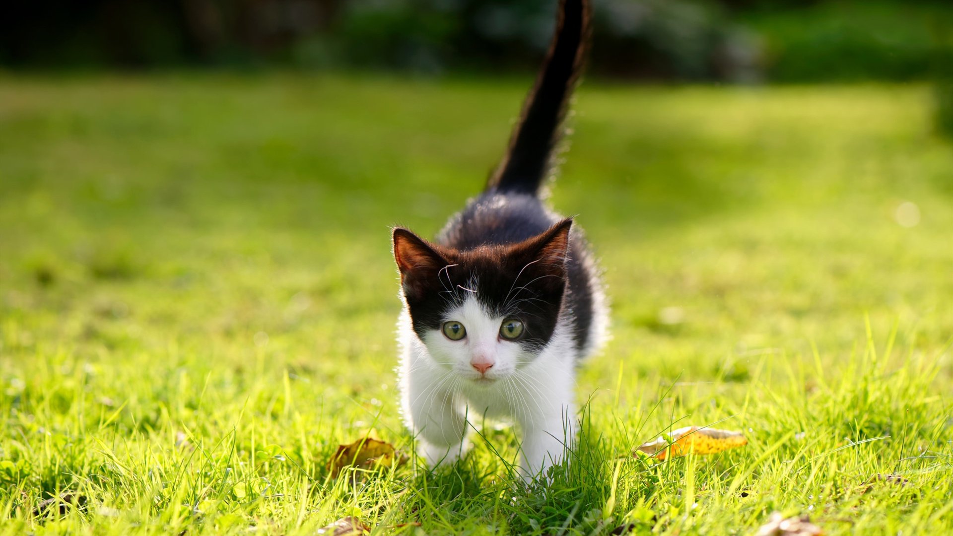 36岁的保罗举起了一座不属于任何人的冠军