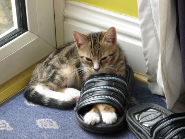 沉默杀机，托尼如何用不合群定义了比利时与南非的唯一对决