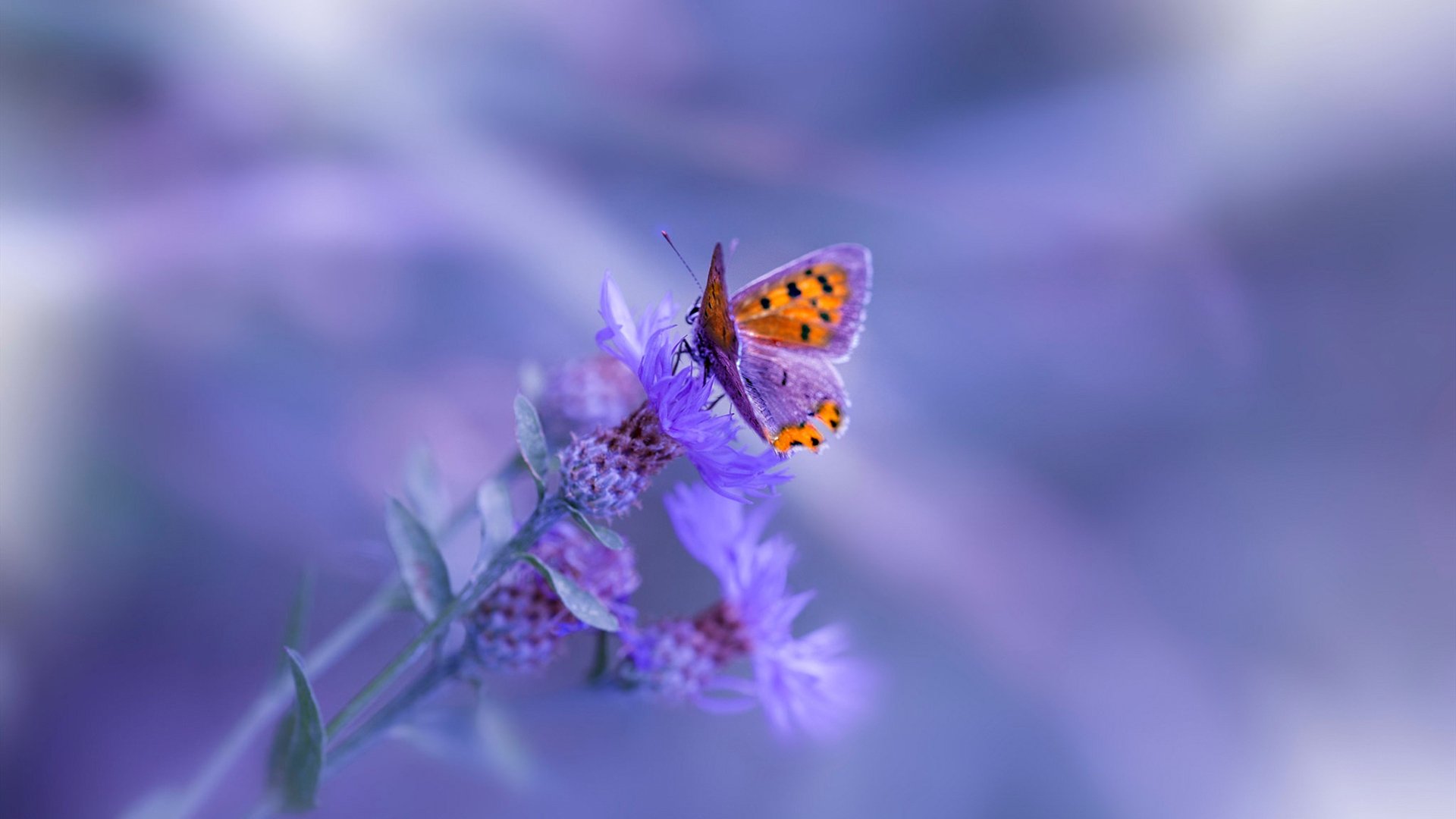 高原奇迹与巨星觉醒，努涅斯末节封神，乌拉圭在玻利维亚主场抢下世界排名生死战