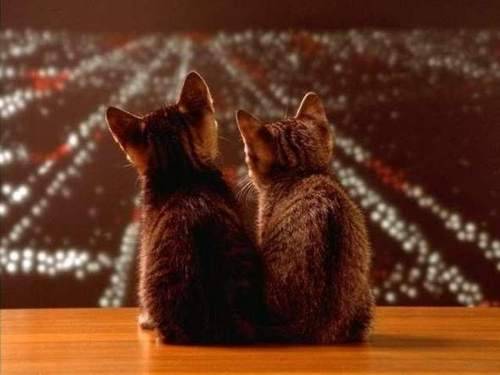北境破晓，当枫叶旗在南美铁骑前猎猎作响—2026世界杯黑马之战全纪实